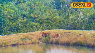 সুন্দরবনে বাঘের দেখা