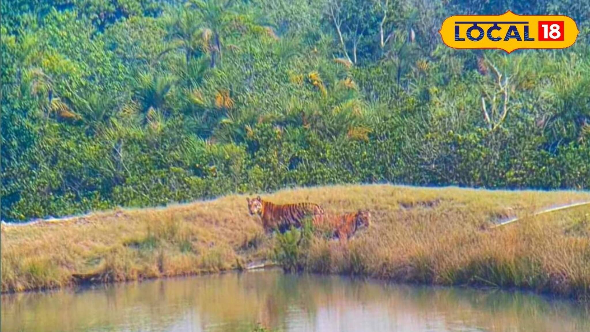 শীতে সুন্দরবন ভ্রমণ সুপারহিট! বনি ক্যাম্প ওয়াচ টাওয়ার থেকে নিত্য রয়্যাল দর্শন