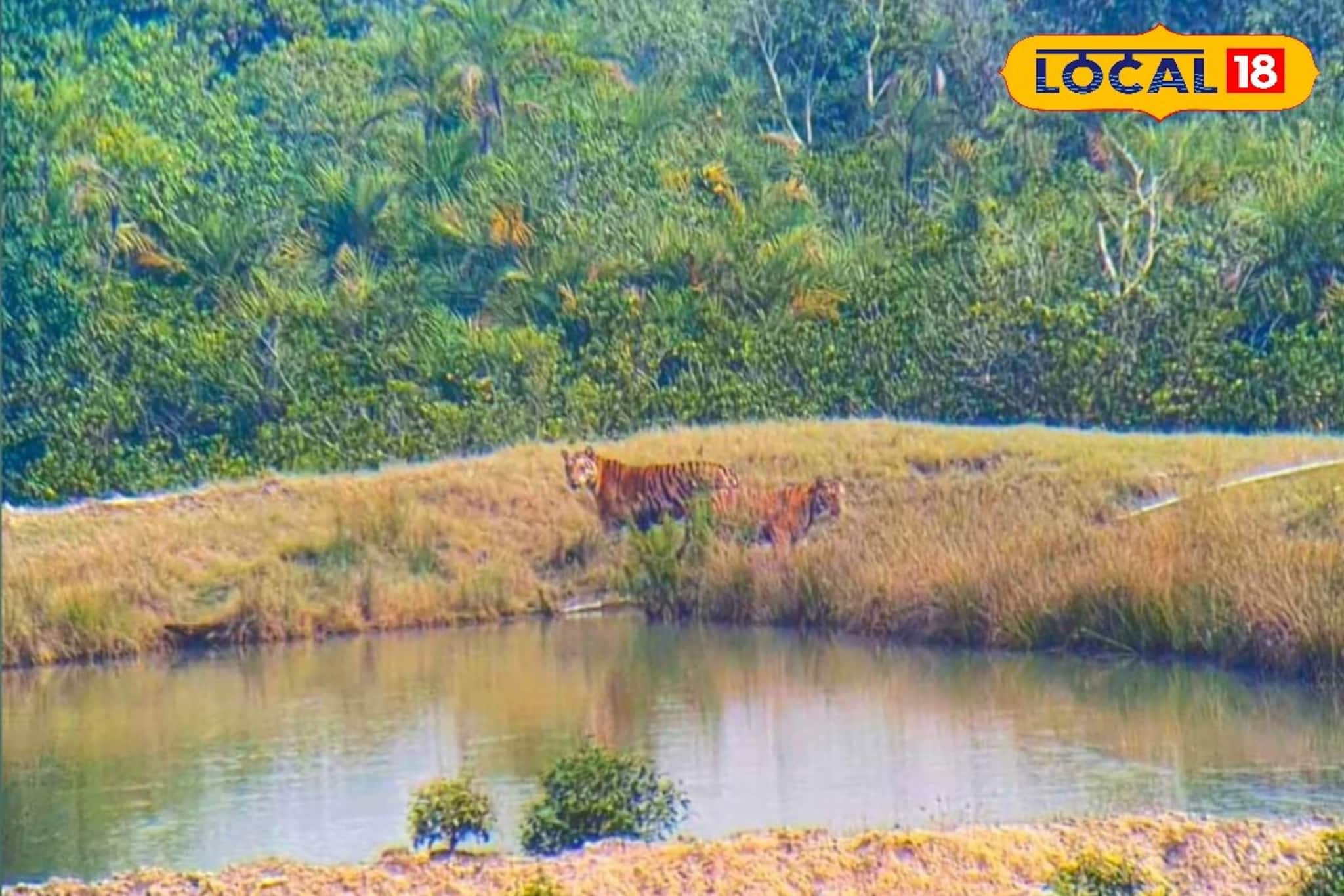 শীতে সুন্দরবন ভ্রমণ সুপারহিট! বনি ক্যাম্প ওয়াচ টাওয়ার থেকে নিত্য রয়্যাল দর্শন শীতে সুন্দরবন ভ্রমণ সুপারহিট! বনি ক্যাম্প ওয়াচ টাওয়ার থেকে নিত্য রয়্যাল দর্শন