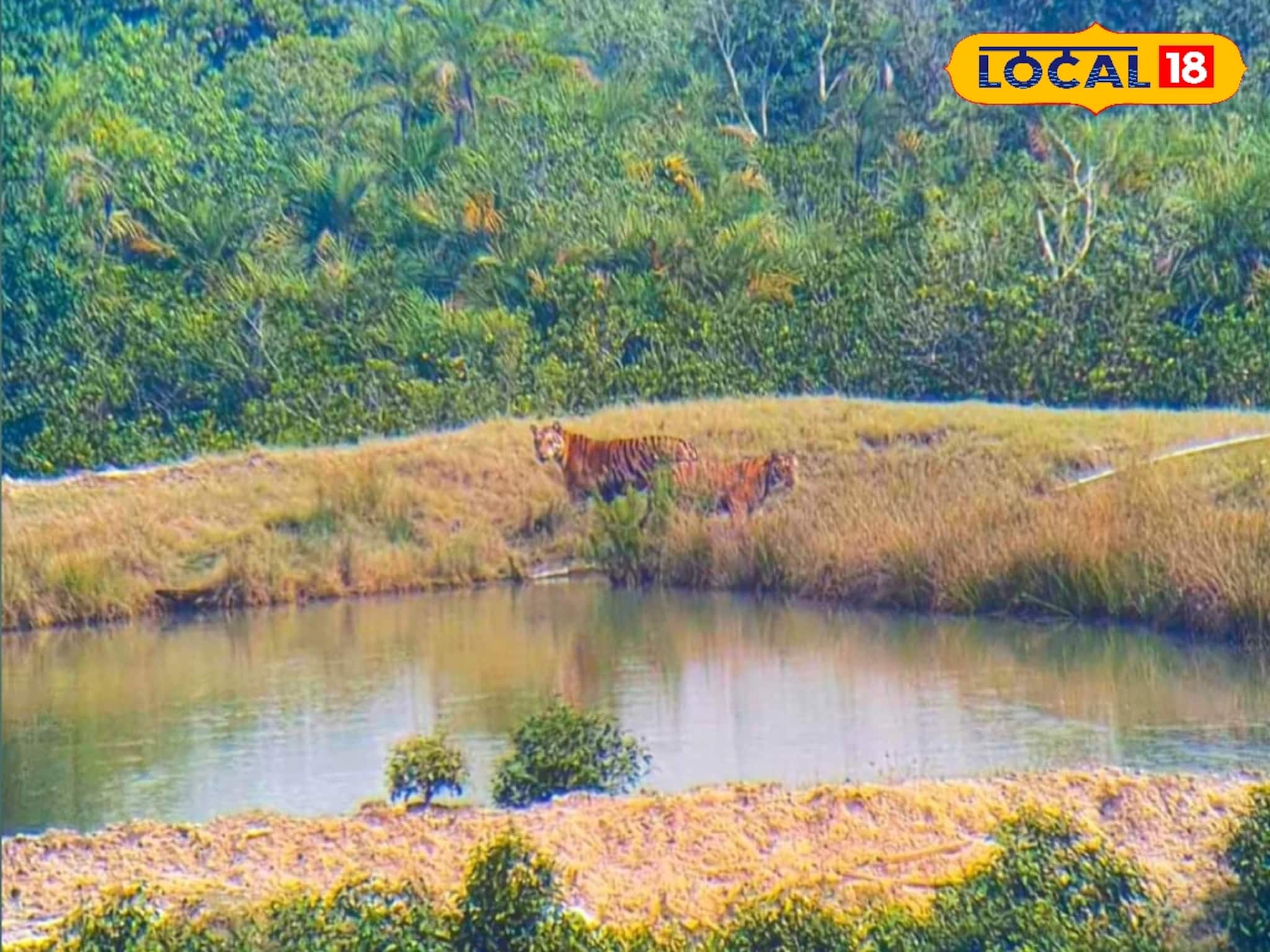 শীতে সুন্দরবন ভ্রমণ সুপারহিট! বনি ক্যাম্প ওয়াচ টাওয়ার থেকে নিত্য রয়্যাল দর্শন শীতে সুন্দরবন ভ্রমণ সুপারহিট! বনি ক্যাম্প ওয়াচ টাওয়ার থেকে নিত্য রয়্যাল দর্শন