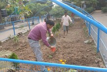 Mid Day Meal : মিড ডে মিলের সবজি ফলবে স্কুলেই, 'পুষ্টিবাগান' তৈরির কাজ শুরু হল বর্ধমানের স্কুলে