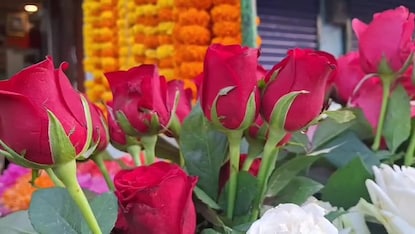 ইন্ডিগোর সমস্যায় আসছে না ব্যাঙ্গালোরের গোলাপ,দাম বাড়লো তিনগুণ