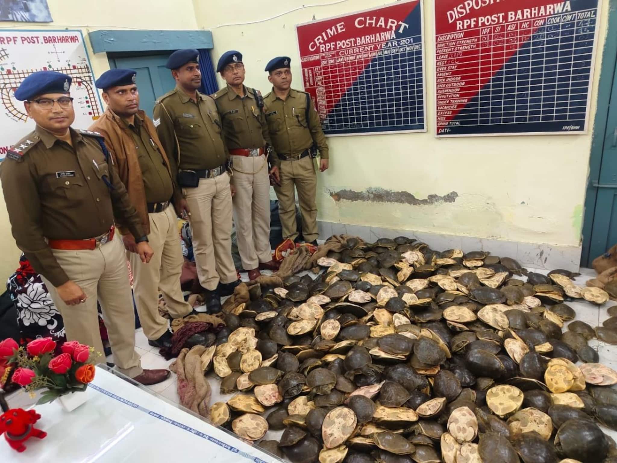 সন্দেহ হতেই ব্যাগ খোলাল আরপিএফ, উদ্ধার শয়ে শয়ে কচ্ছপ! গ্রেফতার একাধিক সন্দেহ হতেই ব্যাগ খোলাল আরপিএফ, উদ্ধার শয়ে শয়ে কচ্ছপ! গ্রেফতার একাধিক