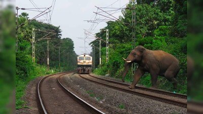 भारतीय रेलवे ने पटरियों पर वन्यजीवों की सुरक्षा के लिए AI तैनात किया, लोको पायलटों को 0.5 KM पहले अलर्ट.