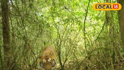 বাঘ শুমারির আগে তৎপর বন দফতর 