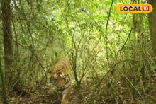 Tiger Census: পায়ের ছাপ, গাছে আঁচড় দেখা গেলেও 'তাঁর' উপস্থিতির প্রমাণ নেই, বাঘ গণনার আগে নেওরাভ্যালি জুড়ে বসছে আধুনিক ট্র্যাপ ক্যামেরা