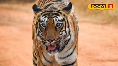 বাঘ | প্রতীকী ছবি