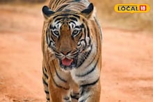 Bankura News: আলু জমিতে অজানা জন্তুর বড় বড় পায়ের ছাপ! বাঁকুড়ায় কি তবে বাঘের আগমন, ভয়ে কাঁটা পুরো গ্রাম