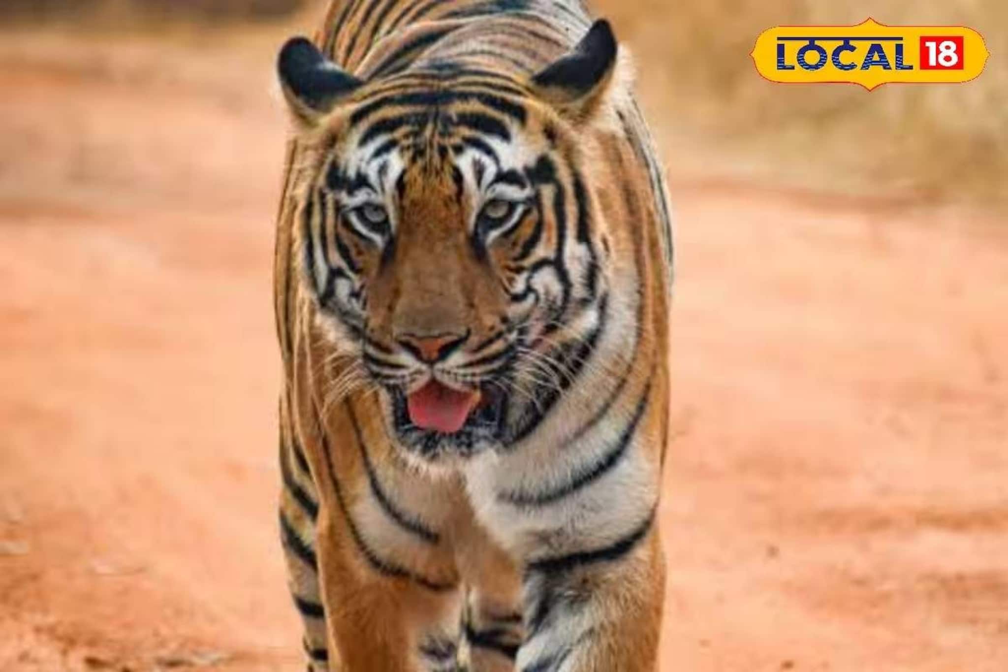 আলু জমিতে অজানা জন্তুর বড় বড় পায়ের ছাপ! বাঘের ভয়ে কাঁটা পুরো গ্রাম