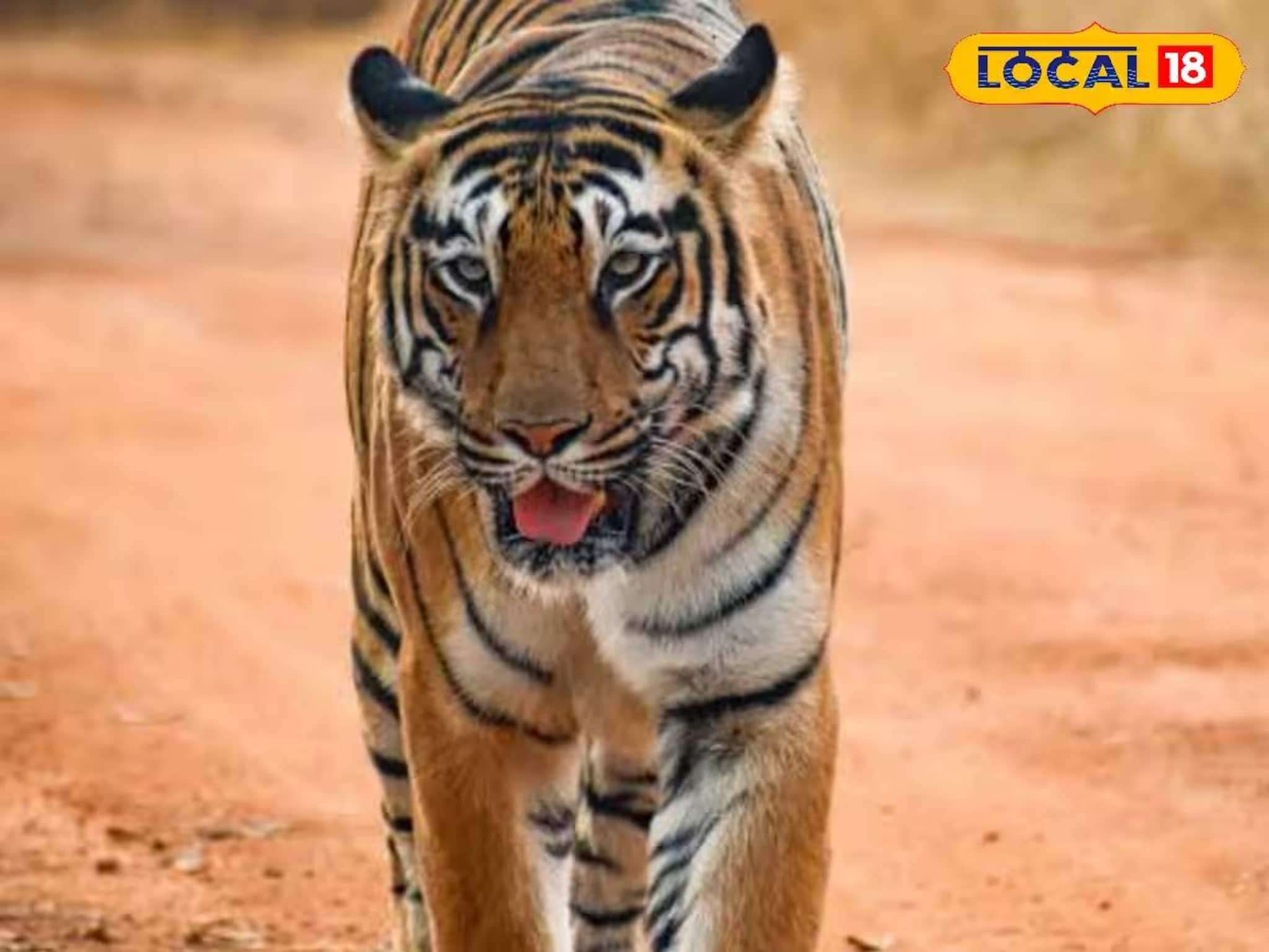 আলু জমিতে অজানা জন্তুর বড় বড় পায়ের ছাপ! বাঘের ভয়ে কাঁটা পুরো গ্রাম