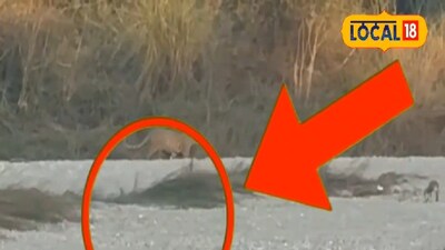 মেদলা এলাকায় জঙ্গল সাফারির সময় প্রকাশ্যে লেপার্ডের দেখা