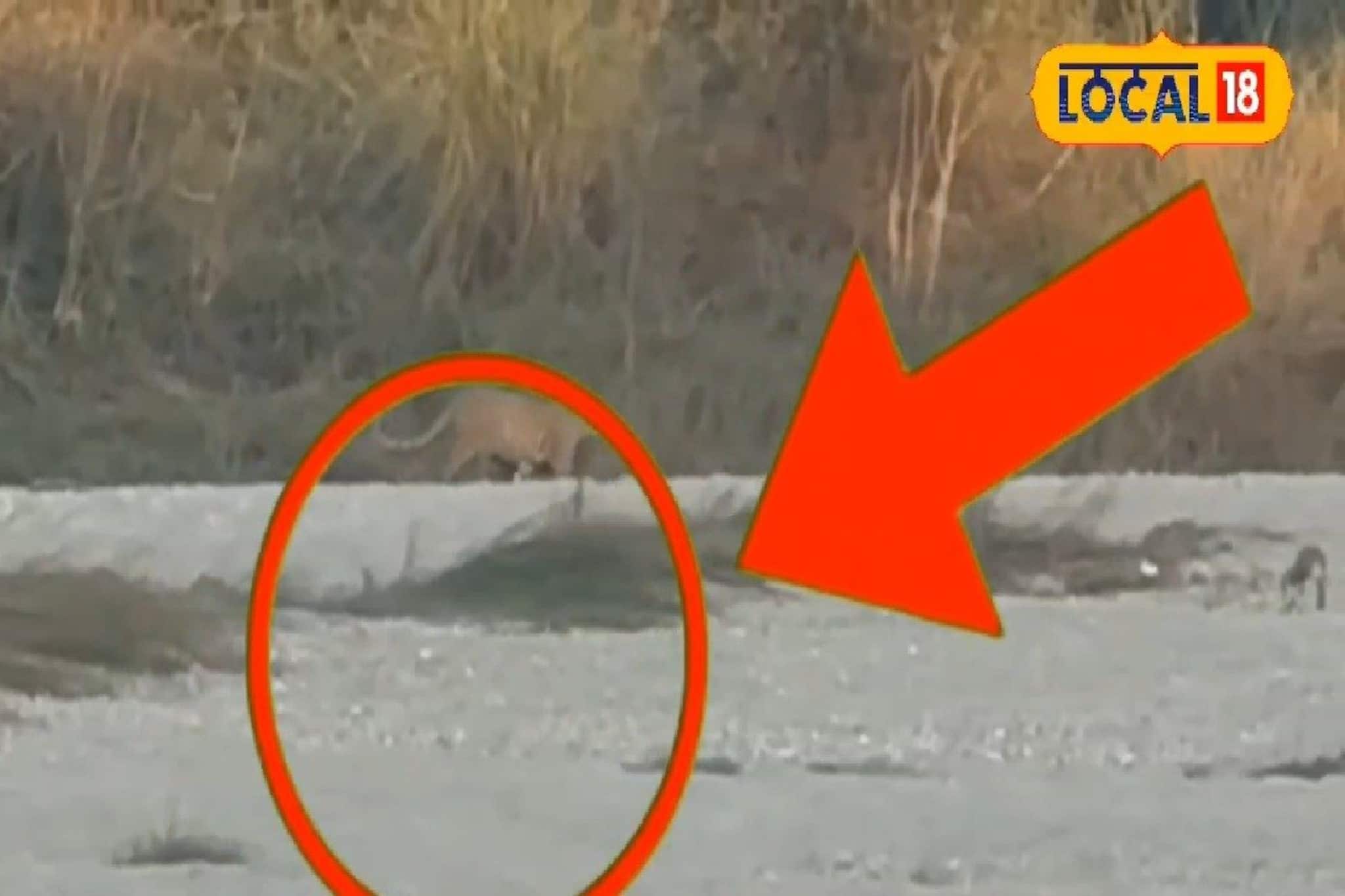 গরুমারায় জঙ্গল সাফারিতে বিরল দৃশ্য! সামনে হেঁটে গেল লেপার্ড, স্তব্ধ সকলে, দেখুন