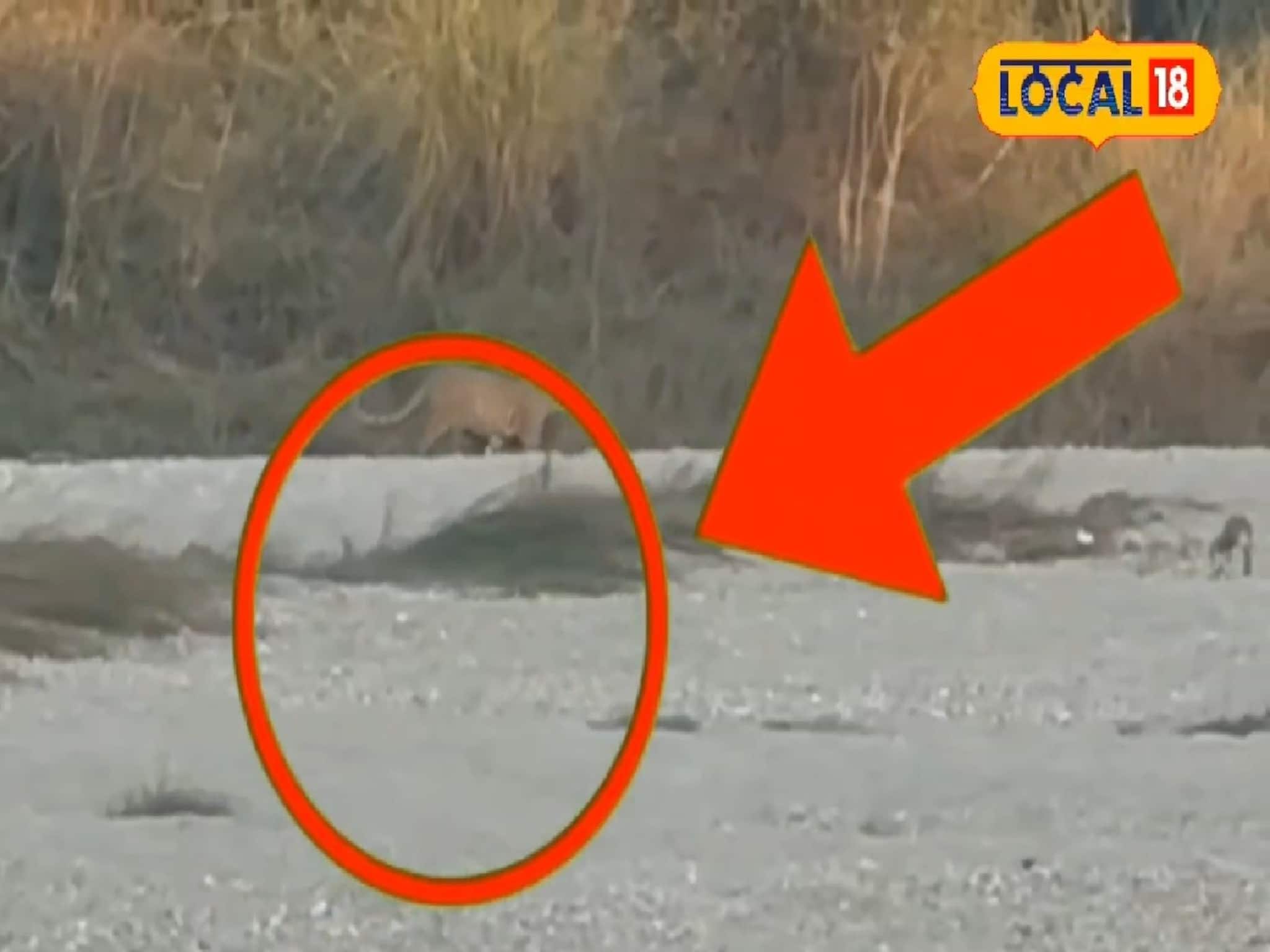 গরুমারায় জঙ্গল সাফারিতে বিরল দৃশ্য! সামনে হেঁটে গেল লেপার্ড, স্তব্ধ সকলে, দেখুন