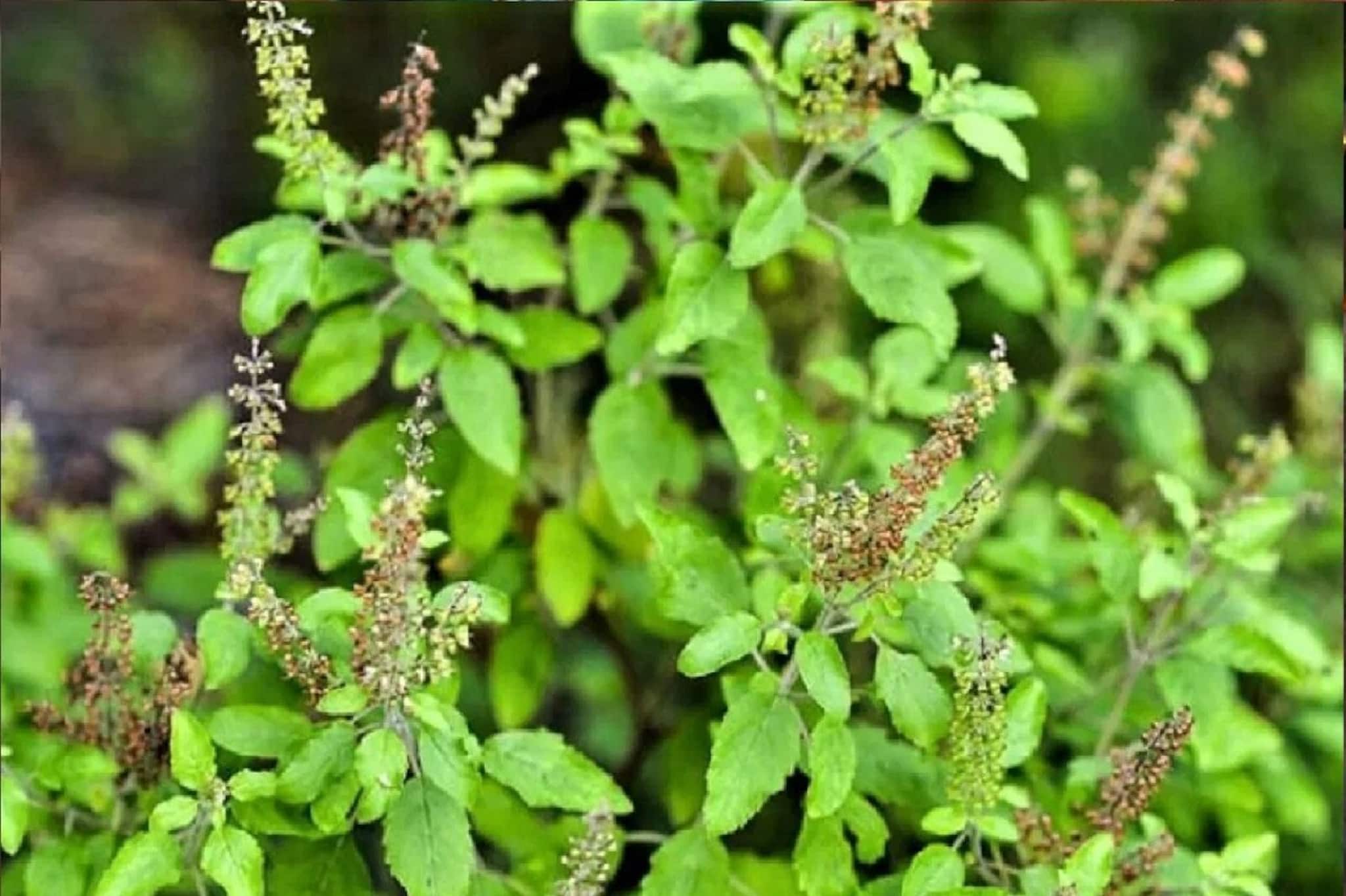 কড়া শীতেও তুলসীগাছ থাকবে ঘন সবুজ, ছোট্ট ঘরোয়া কৌশল মানুন, একদিনের জন্যও শুকাবে না কড়া শীতেও তুলসীগাছ থাকবে ঘন সবুজ, ছোট্ট ঘরোয়া কৌশল মানুন, একদিনের জন্যও শুকাবে না