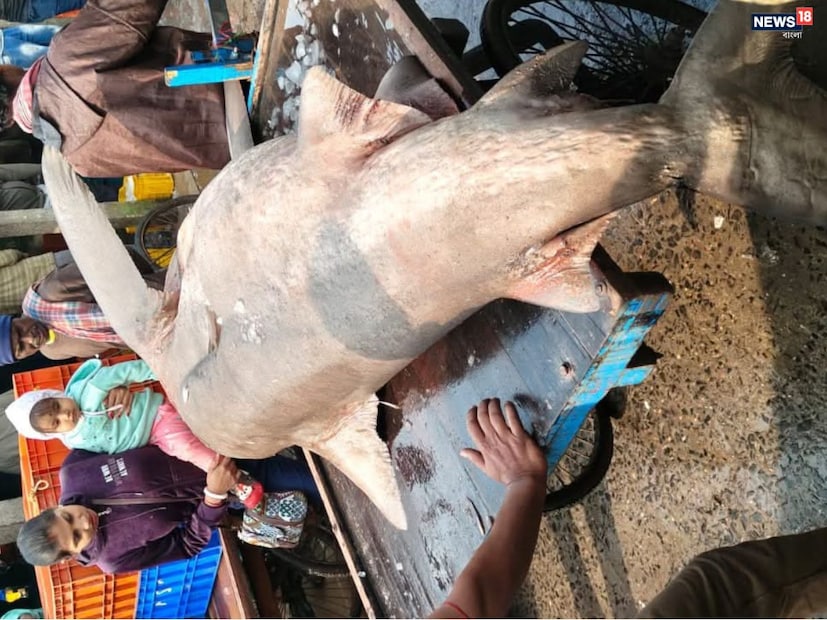 দিঘা মোহনা মৎস্য নিলাম কেন্দ্রের ২১০ কেজি ওজনের বিশালাকার হাঙর মাছ বিক্রির জন্য আসে এদিন।