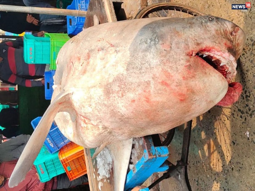 এই বিশাল আকৃতি হাঙর মাছের খবর ছড়িয়ে পড়তেই দেখার জন্য হুড়োহুড়ি পড়ে যায় স্থানীয় মৎস্যজীবী ও দিঘায় আগত পর্যটকদের মধ্যে।