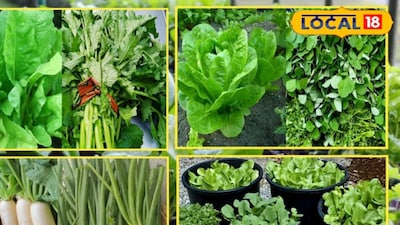 পালং শাক, সরষে, মেথি, লেটুস, সবুজ পেঁয়াজ এবং ধনেপাতা শীতকালের সবচেয়ে দ্রুত বর্ধনশীল পাতাযুক্ত ফসল, যা সহজেই বাড়ির বাগানে চাষ করা যায়। পালং শাক এবং মুলোর শাক ৩৫-৪০ দিনে, লেটুস ৪৫-৫০ দিনে এবং মেথি ২৫-৩০ দিনে পাকে। ধনেপাতাও ২৫-৩০ দিনে ফসল কাটার জন্য প্রস্তুত হয়ে যায়। বাগান বিশেষজ্ঞদের মতে, পাতাযুক্ত সবজির জন্য ৮-১০ ইঞ্চি গভীর এবং মূলা সবজির জন্য ১২-১৫ ইঞ্চি গভীর টব এবং সুনিষ্কাশিত মাটি ব্যবহার করতে হবে।