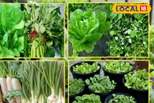 Kitchen Garden Tips: ঠান্ডার মরশুমে বাড়িতেই ফলবে তাজা সবজি: কিচেন গার্ডেনের জন্য বিশেষজ্ঞের ৬টি চমকপ্রদ টিপস