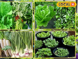 ঠান্ডার মরশুমে বাড়িতেই ফলবে তাজা সবজি: কিচেন গার্ডেনের জন্য বিশেষজ্ঞের ৬টি চমকপ্রদ টিপস