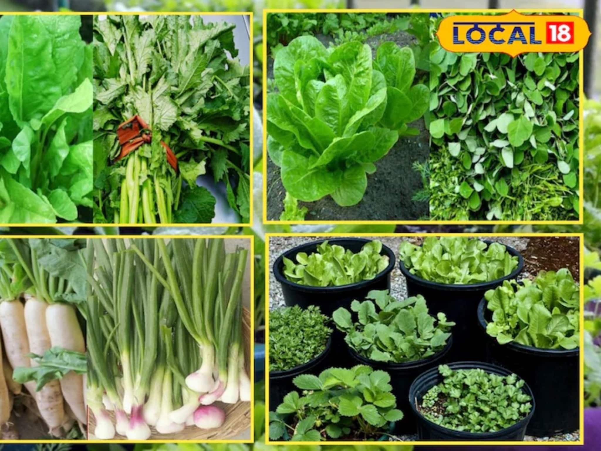 Kitchen Garden Tips: ঠান্ডার মরশুমে বাড়িতেই ফলবে তাজা সবজি: কিচেন গার্ডেনের জন্য বিশেষজ্ঞের ৬টি চমকপ্রদ টিপস