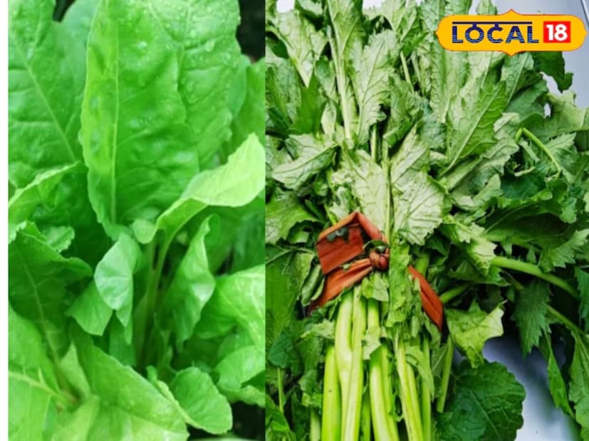 শীতকালে সবুজ পাতাযুক্ত সবজির ব্যবহার বৃদ্ধি পায়। লেটুস, পালং শাক এবং মুলোর শাকও ব্যাপকভাবে খাওয়া হয়। বাগান বিশেষজ্ঞ রমেশ কুমারের মতে, বাড়িতে এগুলি চাষ করা বেশি উপকারী কারণ তাজা, রাসায়নিকমুক্ত এবং পুষ্টিকর সবজি অল্প সময়ের মধ্যে পাওয়া যায়। রান্নাঘরের বাগান থেকে পাওয়া সবজি বাজারে পাওয়া সবজির তুলনায় নিরাপদ এবং স্বাস্থ্যকর বলে মনে করা হয়। তাই আজ আমরা এমন গাছপালা সম্পর্কে বলব, যা বাড়ির রান্নাঘরের বাগানে সহজেই চাষ করা যায়।