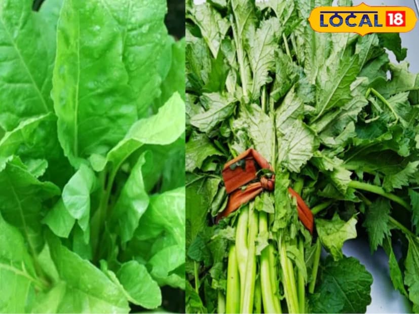 পালং শাক শীতকালে দ্রুত বৃদ্ধি পায়। এটি ৩৫ থেকে ৪০ দিনের মধ্যে সংগ্রহ করা যায়। বীজ থেকে রোপণ করা যায় এবং এর শিকড়ও পুনরায় বৃদ্ধি পায়, যার ফলে পুরো মরশুম জুড়ে ফসল কাটা সহজ হয়। সরষের শাক বাড়ির রান্নাঘরের বাগানেও সহজে জন্মাতে পারে। এগুলো একটি মসলাযুক্ত স্বাদ যোগ করে এবং মিক্সড স্যালাডে ব্যবহার করা যেতে পারে। রোপণের ৪০ দিনের মধ্যে এগুলি ব্যবহার করা যেতে পারে; খুব বেশি যত্ন ছাড়াই ২০টি বীজ থেকে সহজেই পাতা গজায়।