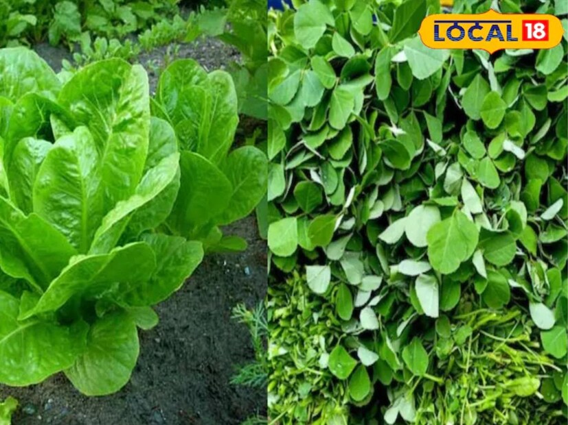 শীতকালে লেটুস দ্রুত বৃদ্ধি পায় এবং ৪৫ থেকে ৫০ দিনের মধ্যে ফসল কাটার জন্য প্রস্তুত হয়। একবার কাটার পরে, পাতাগুলি আবার দেখা দেয়। এটি বীজ থেকে সহজেই জন্মানো যায়। মেথিও একটি পুষ্টিকর শীতকালীন প্রধান। এর পাতা ২৫ থেকে ৩০ দিনের মধ্যে প্রস্তুত হয়। একটি গাছ দুই থেকে তিনবার ফসল পরিবেশন করতে পারে। বীজ বা শিকড় থেকে মেথি চাষ করা যেতে পারে।