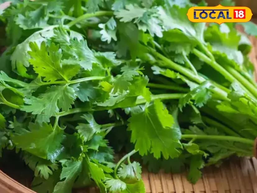 ধনে একটি সুগন্ধি পাতাযুক্ত ফসল যা সারা বছর সহজেই চাষ করা যায়, তবে শীতকালে এর বৃদ্ধি দ্রুত হয়। শীতকালে এর কোমল পাতাগুলি ঘন এবং স্বাদে সতেজ হয়। এর পাতাগুলি বীজ বপনের প্রায় ২৫ থেকে ৩০ দিনের মধ্যে ফসল কাটার জন্য প্রস্তুত হয়ে যায়। বীজ বপন করে বা অবশিষ্ট শিকড় ব্যবহার করে এটি সহজেই চাষ করা যেতে পারে, যা বাগানের বেড, টব বা এমনকি ছোট জায়গায় চাষ করাও সহজ।