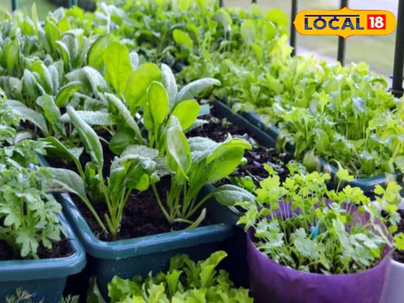 বাগান বিশেষজ্ঞ রমেশ কুমার পাতাযুক্ত সবজির জন্য ৮ থেকে ১০ ইঞ্চি প্রশস্ত পাত্র এবং মূলযুক্ত সবজির জন্য ১২-১৫ ইঞ্চি গভীর পাত্র ব্যবহার করার পরামর্শ দেন। অতিরিক্তভাবে, আলগা, ভাল জল নিষ্কাশনকারী মাটি বেছে নিতে হবে। ৩:২:১ অনুপাতে কম্পোস্ট, বালি এবং কোকোপিট মিশিয়ে মাটির পৃষ্ঠে পাতাযুক্ত সবজির বীজ ছিটিয়ে দিতে হবে। ১ থেকে ২ ইঞ্চি গভীরে মূল সবজির বীজ বপন করতে হবে। ধনেপাতা বীজ হালকা করে গুঁড়ো করে মাটিতে চেপে দিতে হবে, যাতে দ্রুত অঙ্কুরোদগম হয়। বপনের পর জল স্প্রে করতে হবে।