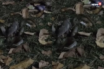 গোখরোকে কামড়ে ঘায়েল করল ছুঁচো! হুগলিতে দুই প্রাণীর তুমুল লড়াই, ভাইরাল ভিডিও