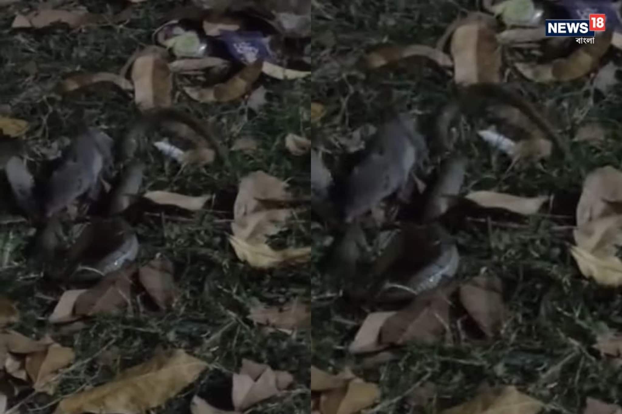 গোখরোকে কামড়ে ঘায়েল করল ছুঁচো! হুগলিতে দুই প্রাণীর তুমুল লড়াই, ভাইরাল ভিডিও