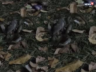 গোখরোকে কামড়ে ঘায়েল করল ছুঁচো! হুগলিতে দুই প্রাণীর তুমুল লড়াই, ভাইরাল ভিডিও গোখরোকে কামড়ে ঘায়েল করল ছুঁচো! হুগলিতে দুই প্রাণীর তুমুল লড়াই, ভাইরাল ভিডিও