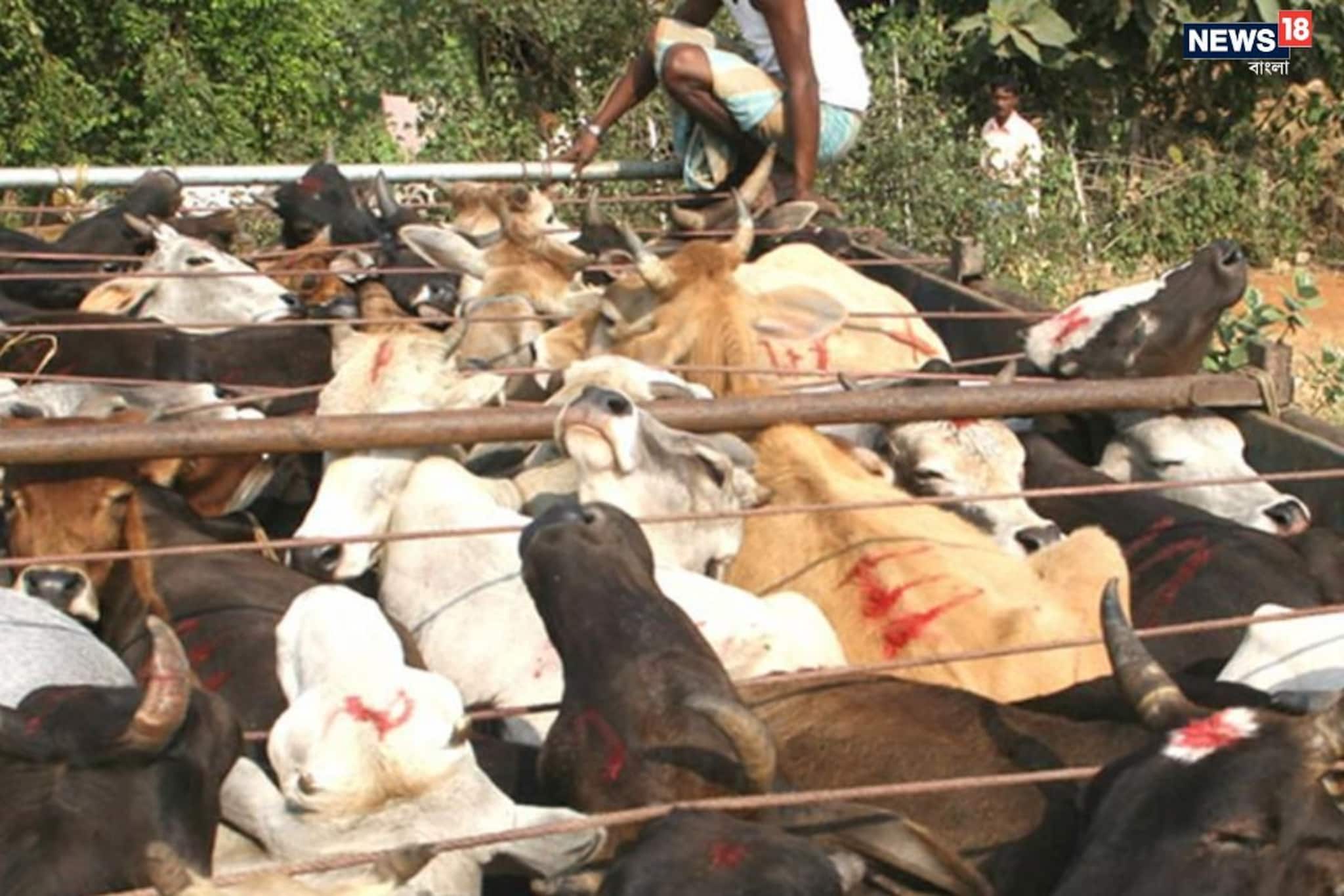 অবৈধভাবে ভারতে ঢুকে গরু পাচারের চেষ্টা, ধৃত বাংলাদেশি নাগরিক! অবৈধভাবে ভারতে ঢুকে গরু পাচারের চেষ্টা, ধৃত বাংলাদেশি নাগরিক!