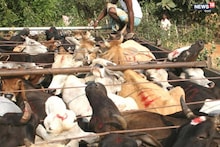 Cattle Smuggling: অবৈধভাবে ভারতে ঢুকে গরু পাচারের চেষ্টা, ধৃত বাংলাদেশি নাগরিক!