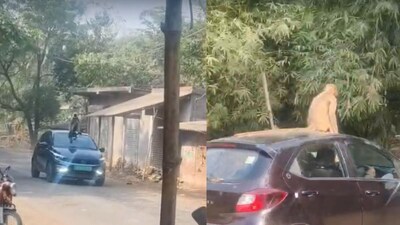 হঠাৎ হঠাৎ বাড়িতে, দোকানে ঢুকে হামলা, সারাদিন তাণ্ডব! চার চাকার ছাদে বসে ঢুকছে ‘হিরো’! হনুমানের কাণ্ডে চোখ ছানাবড়া এলাকাবাসীর, দেখুন ভিডিও 