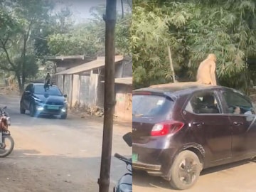 হঠাৎ হঠাৎ বাড়িতে, দোকানে ঢুকে হামলা, সারাদিন তাণ্ডব! চার চাকার ছাদে বসে ঢুকছে ‘হিরো’! হনুমানের কাণ্ডে চোখ ছানাবড়া এলাকাবাসীর, দেখুন ভিডিও 