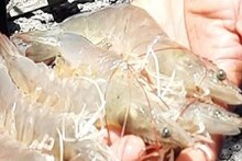 Earn Money: আধুনিক প্রযুক্তিতে মাছের ভেড়িতে নতুন দিগন্ত, ভেনামি চিংড়ি চাষে মালমাল, পথ দেখাচ্ছে দক্ষিণের এই জেলা