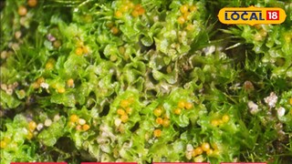 মেদিনীপুরের ভাদুতলার জঙ্গলে মিলল নতুন উদ্ভিদ প্রজাতির খোঁজ