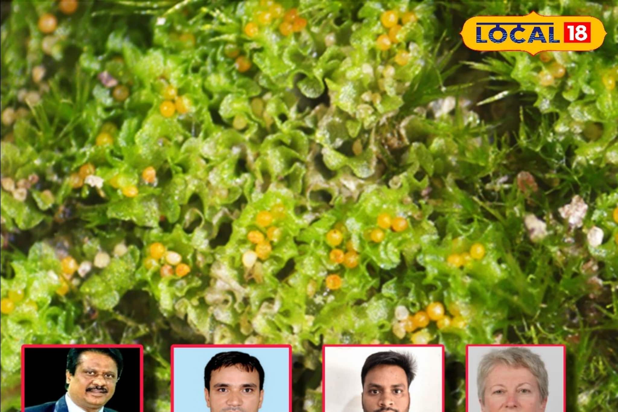 মেদিনীপুরের জঙ্গলে বিশেষ প্রজাতির উদ্ভিদের খোঁজ, বাংলার নামে নামকরণ