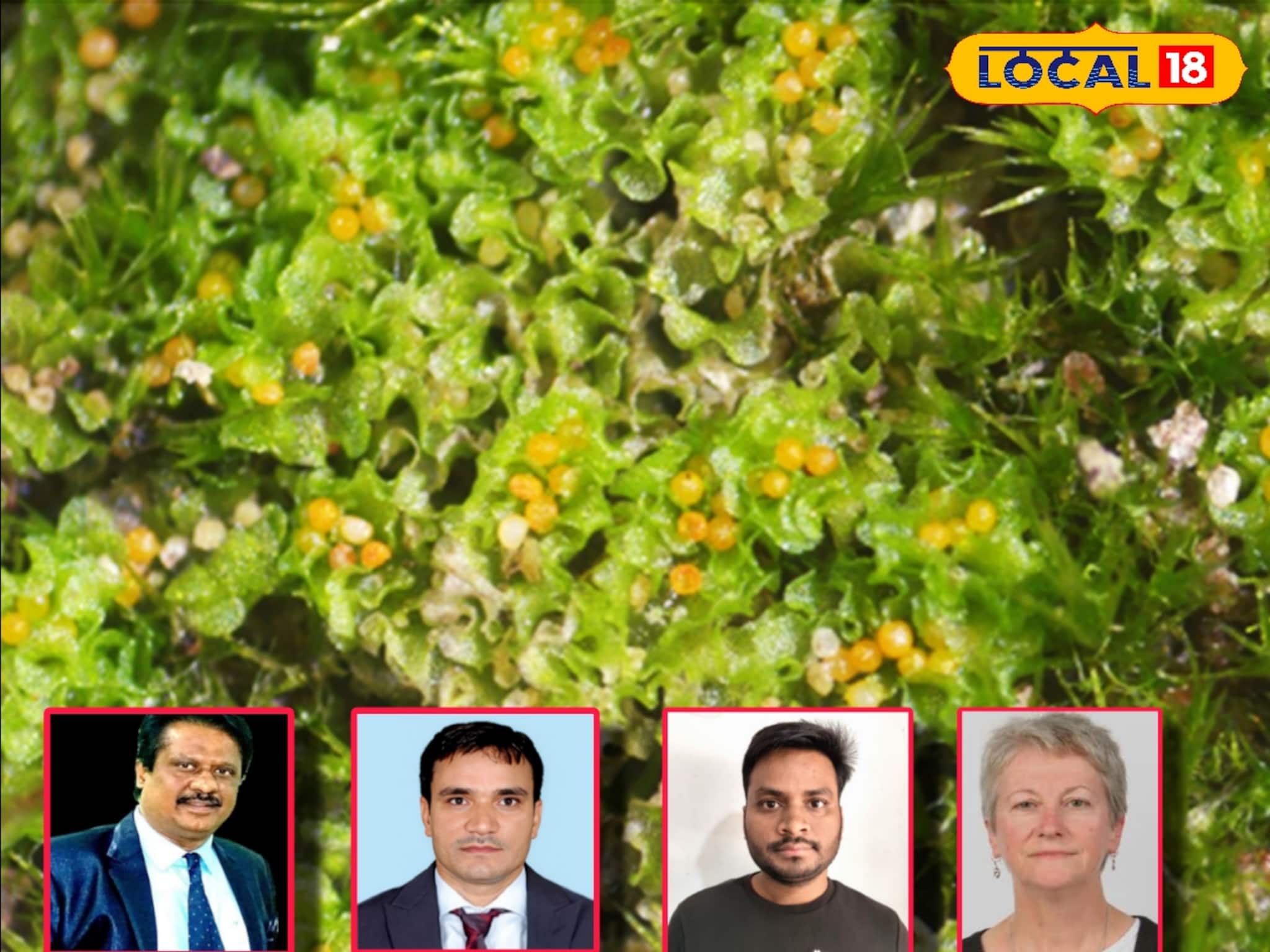 মেদিনীপুরের জঙ্গলে বিশেষ প্রজাতির উদ্ভিদের খোঁজ, বাংলার নামে নামকরণ