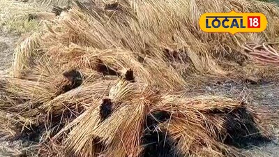 পুড়ে যাওয়া ধান