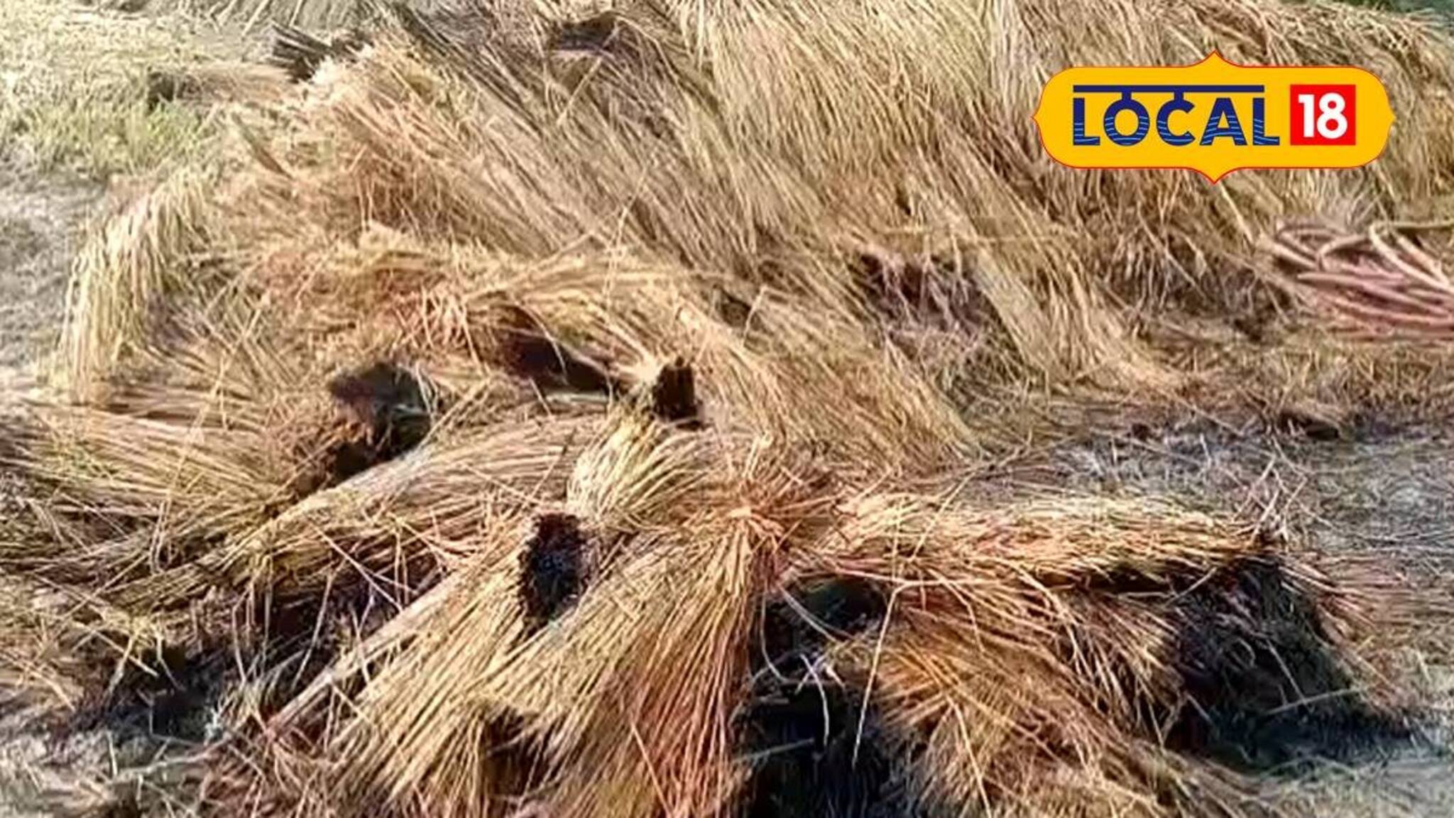 রাতের অন্ধকারে ধানের গাদায় আগুন! এক ঝটকায় পুড়ে ছাই ৬ বিঘা জমির ধান