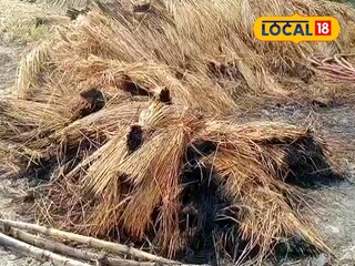 পুড়ে যাওয়া ধান