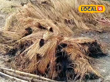 পুড়ে যাওয়া ধান