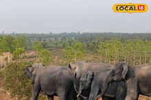 Elephant Menace: শীত পড়তেই পশ্চিম মেদিনীপুরে বাড়ছে উদ্বেগ! জমিতে পা রাখলেই সাড়ে সর্বনাশ, হাতির আতঙ্কে দু'চোখের পাতা এক করা দায়