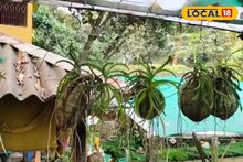 West Medinipur News: চন্দ্রকোনায় অদ্ভুত কাণ্ড! নারকেলের মধ্যে জন্ম নিচ্ছে বিভিন্ন গাছের চারা, 'কোকেডামা'য় মজেছেন স্থানীয়রা