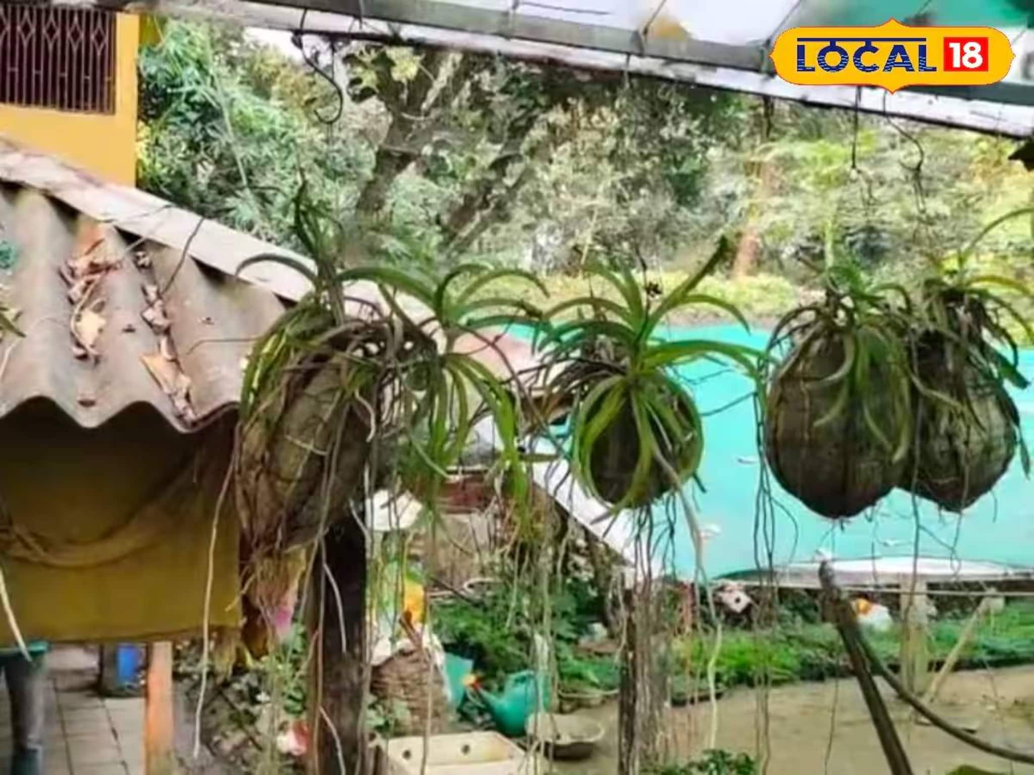 West Medinipur News: চন্দ্রকোনায় অদ্ভুত কাণ্ড! নারকেলের মধ্যে জন্ম নিচ্ছে বিভিন্ন গাছের চারা, 'কোকেডামা'য় মজেছেন স্থানীয়রা