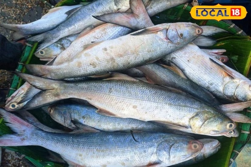 শরীরকে শক্তিশালী করে এবং সারা দিন শক্তি বজায় রাখতে সাহায্য করে শীতকালীন বিশেষ কিছু মাছ। এই কারণেই শীত শুরু হওয়ার সঙ্গে সঙ্গে কিছু বিশেষ মাছের বিক্রি দ্রুত বৃদ্ধি পায় এবং নদীর টাটকা জলের মাছ মৎস্যপ্রেমীদের মধ্যে জনপ্রিয় হয়ে ওঠে।