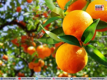দার্জিলিং, সিটং যেতে হবে না...! সমতলের মাটিতেই কাঁপাচ্ছে ঘরের কাছের 'কমলালেবু' বাগান