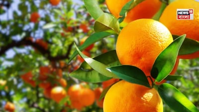 কমলা, দার্জিলিং, সিটং, কমলালেবু, কমলা বাগান, কমলালেবু বাগান, অশোকনগরে কমলালেবু বাগান, ঘরের কাছেই কমলালেবু বাগান, সমতলের কমলা বাগান, দক্ষিণবঙ্গে কমলা বাগান, বেড়ানো, পর্যটন, সমতল, সমতলের কমলা বাগানে পর্যটকদের ভিড়, টিকিট কেটে কমলা বাগান দেখতে ছুটছেন মানুষ, বাঙালি, বাংলার পর্যটন স্থল